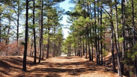 0 Pine Lodge Drive Lot 26 Bastrop TX 78602