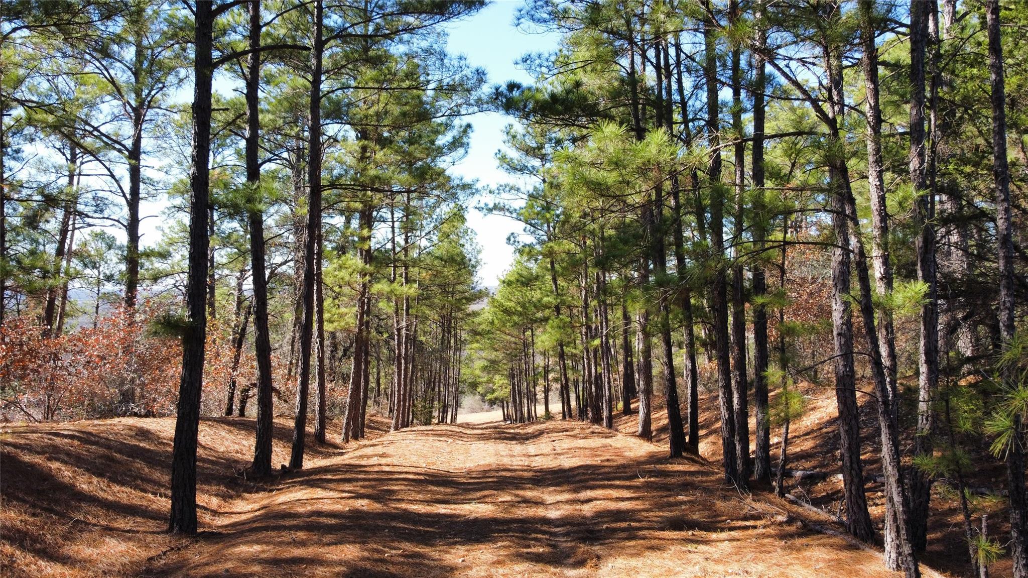 0 Pine Lodge Drive Lot 26 Bastrop TX 78602