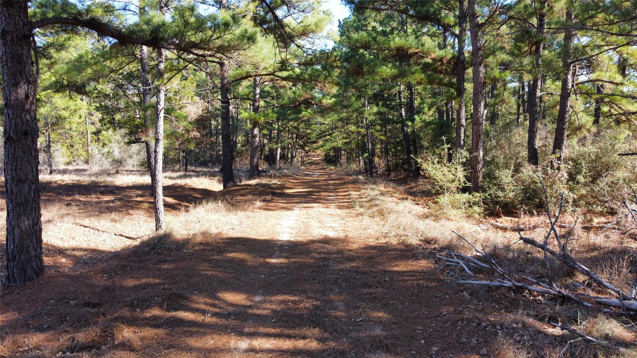 0 Pine Lodge Drive Lot 26 Bastrop TX 78602