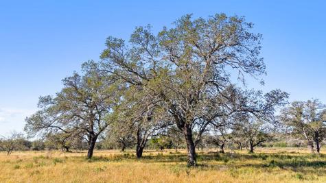 Tract 9 Pedernales Canyon Trail Spicewood TX 78669