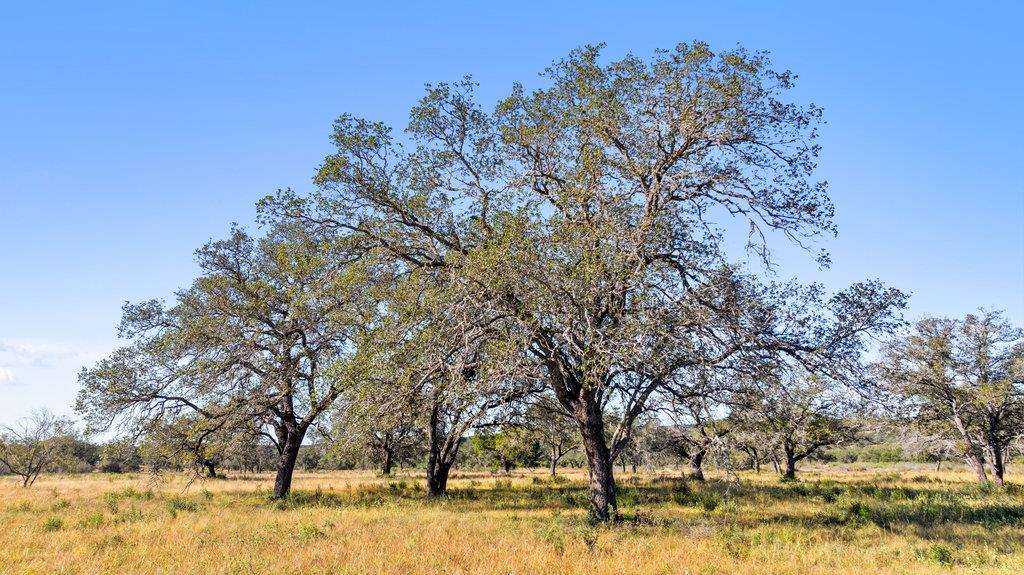 Tract 9 Pedernales Canyon Trail Spicewood TX 78669