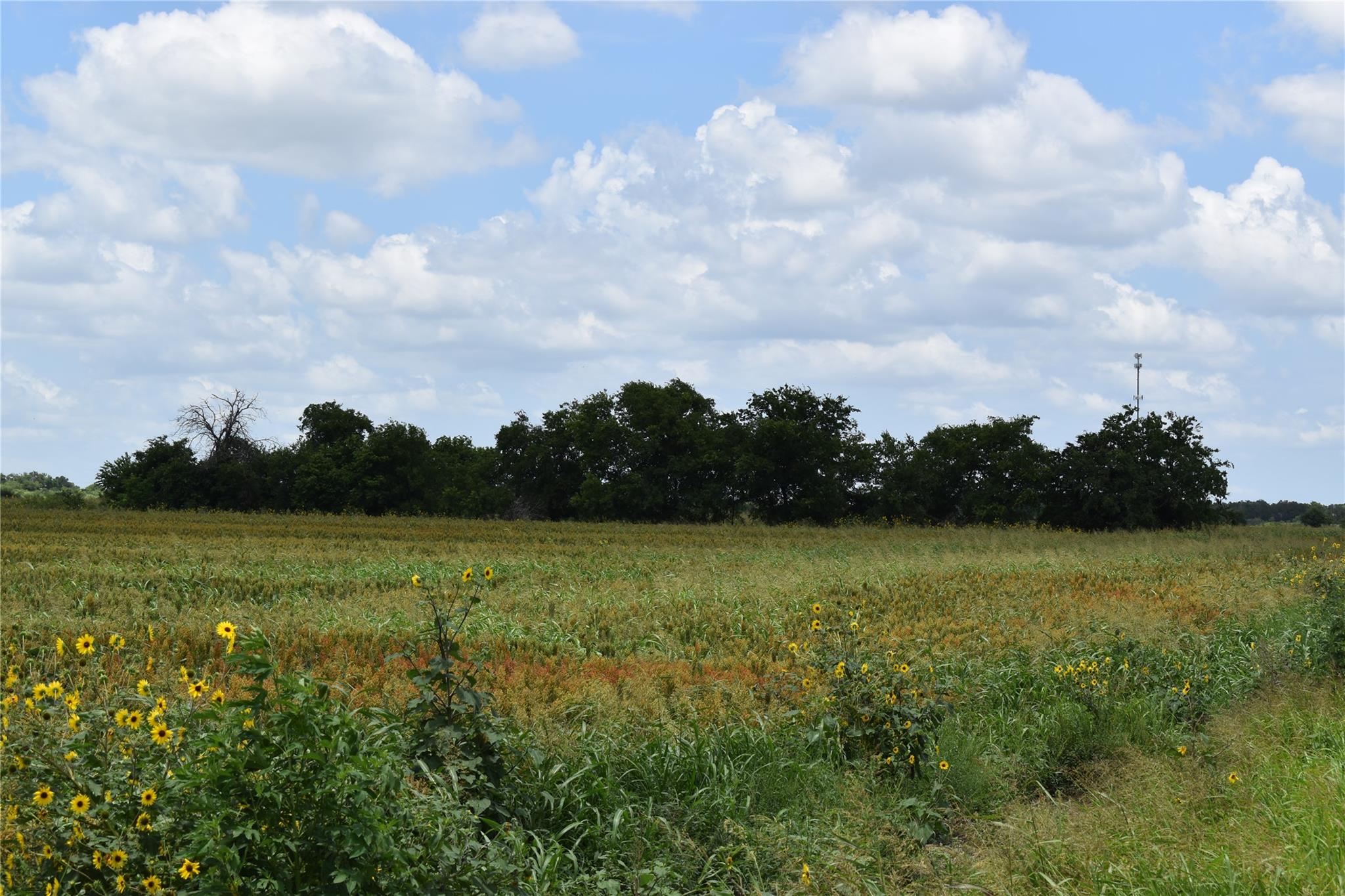 Tbd County Road 109 Buckholts TX 76518