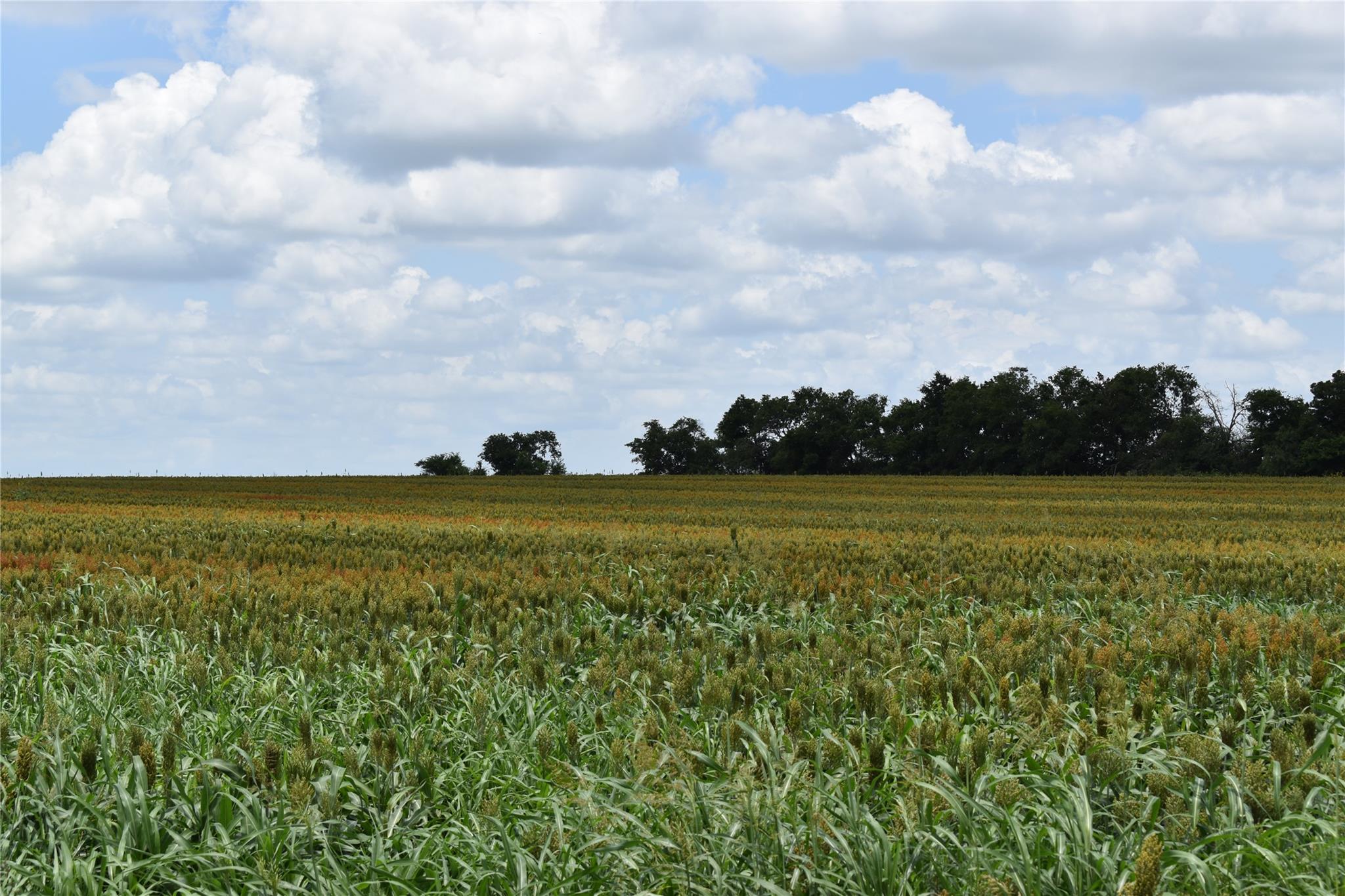 Tbd County Road 109 Buckholts TX 76518