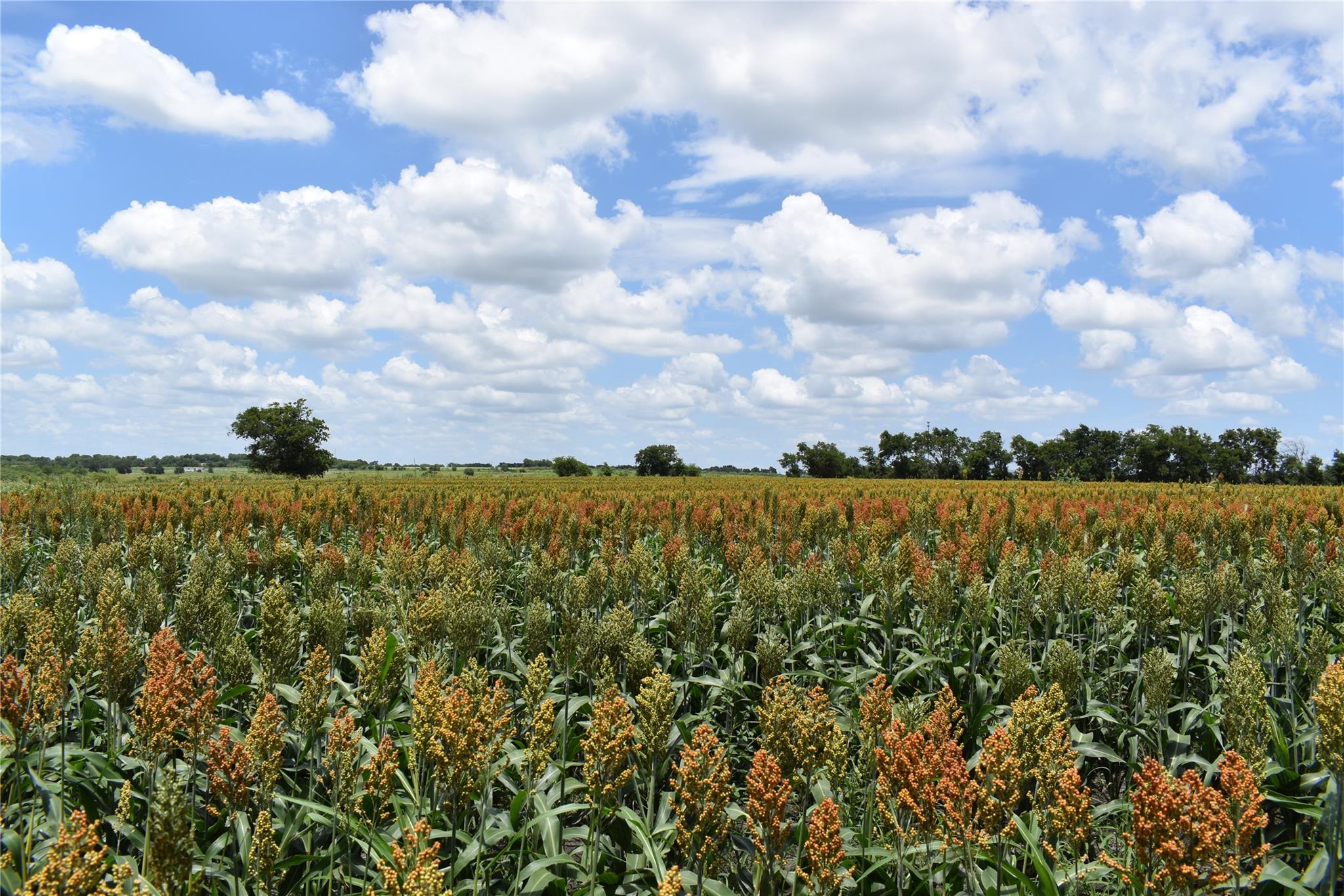 Tbd County Road 109 Buckholts TX 76518