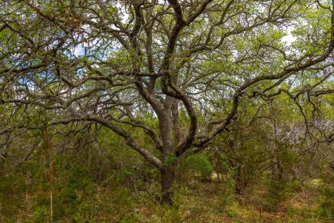 31171 Ranch Road 12 Dripping Springs TX 78620