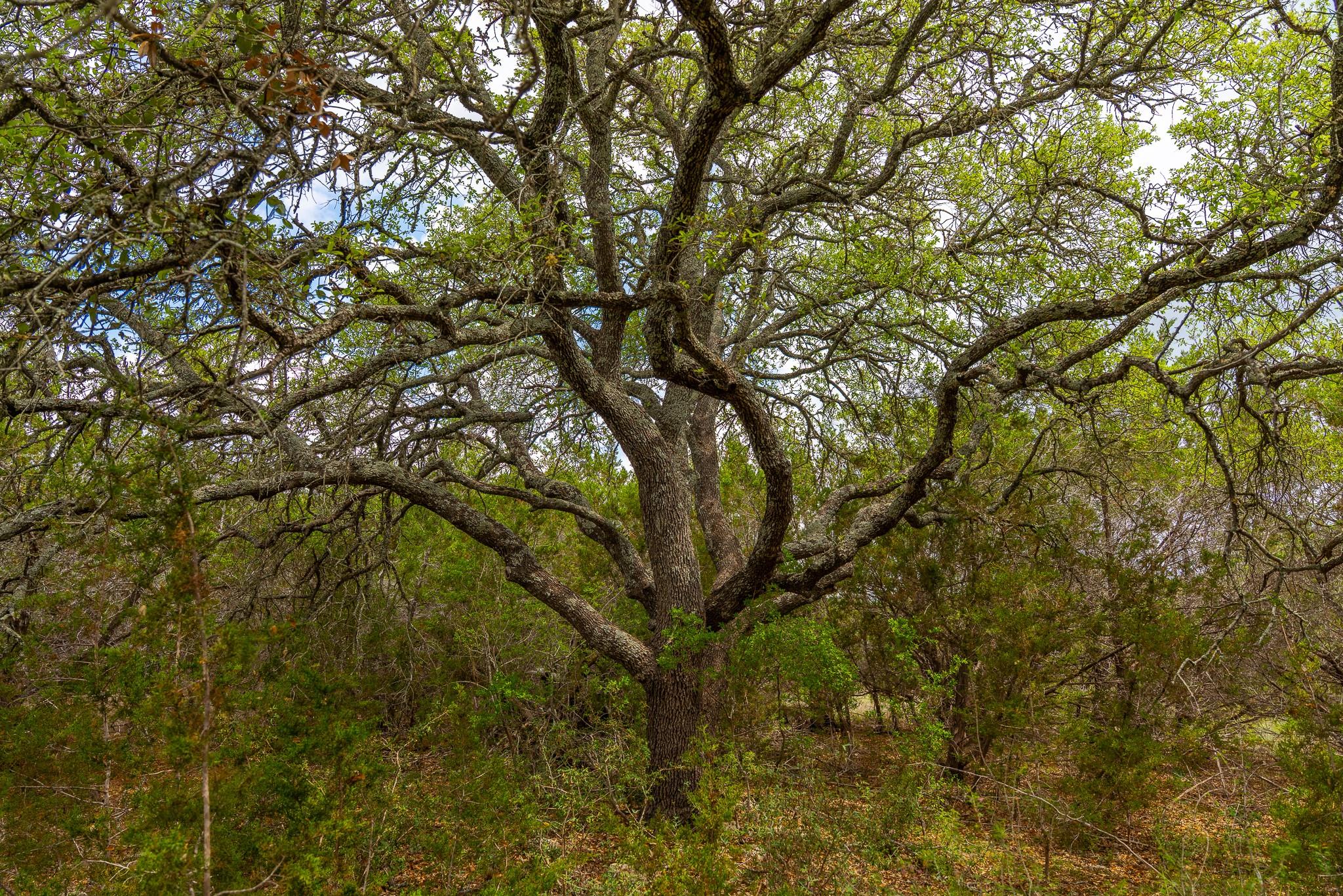 31171 Ranch Road 12 Dripping Springs TX 78620