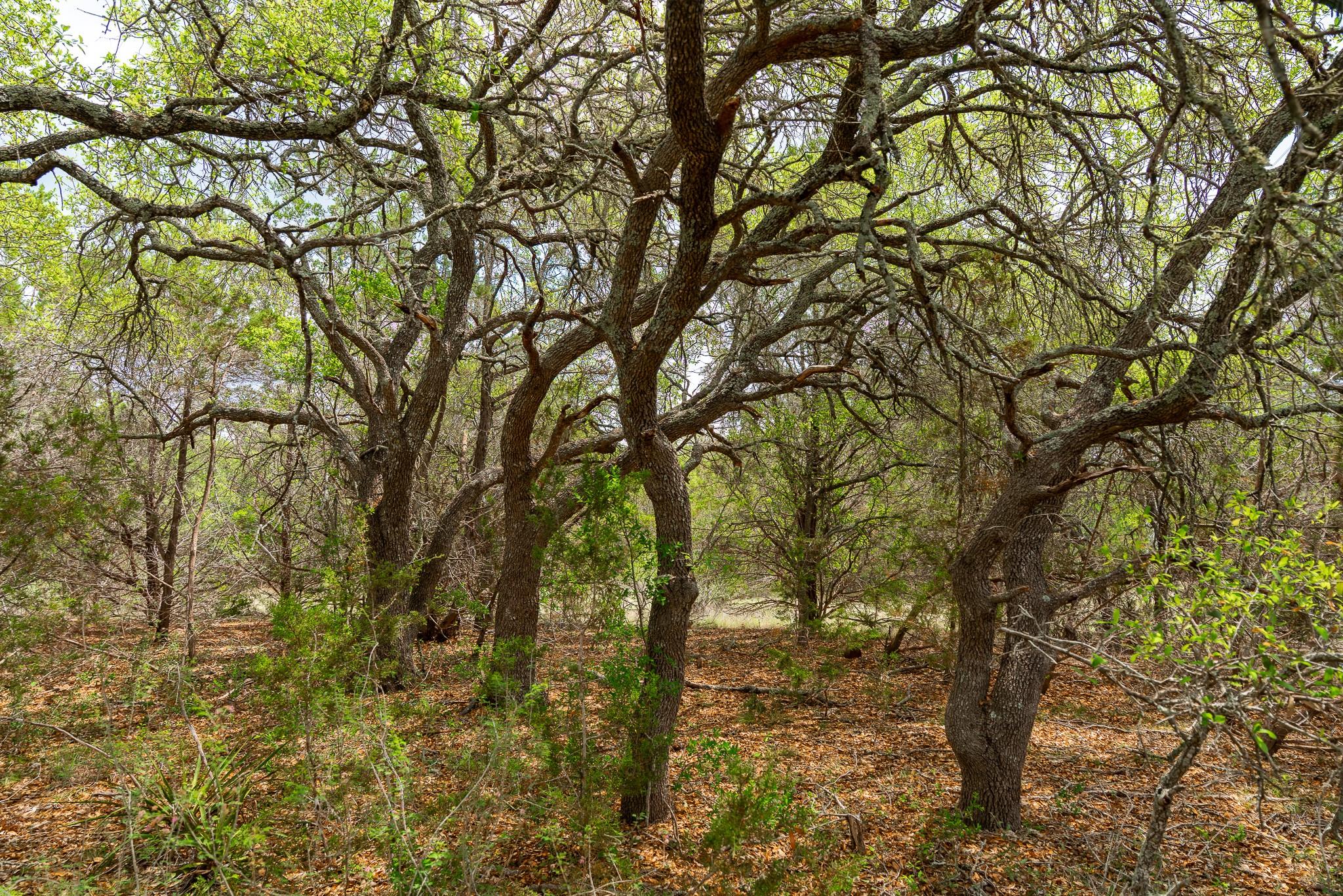 31171 Ranch Road 12 Dripping Springs TX 78620