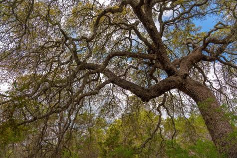 31171 Ranch Road 12 Dripping Springs TX 78620