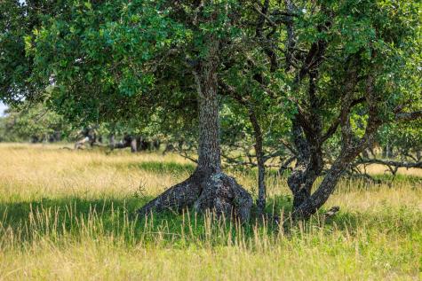 Lot 88 Stock Pond Drive Harper TX 78631