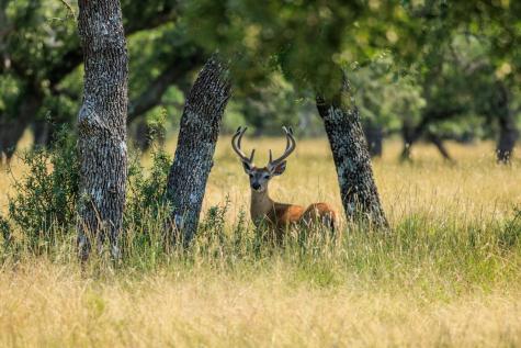 Lot 88 Stock Pond Drive Harper TX 78631