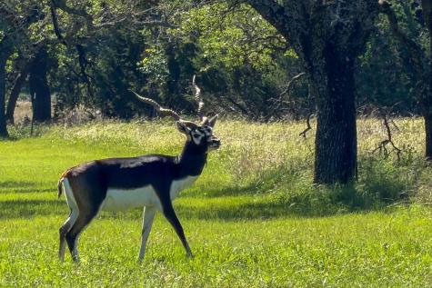 993 Blackbuck Ridge Drive Lampasas TX 76550