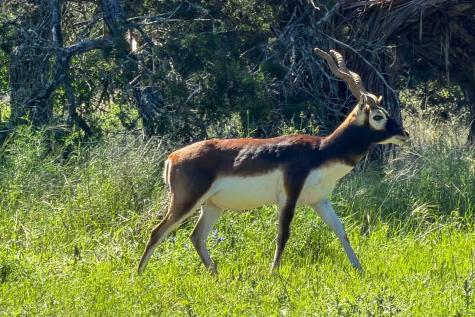 993 Blackbuck Ridge Drive Lampasas TX 76550