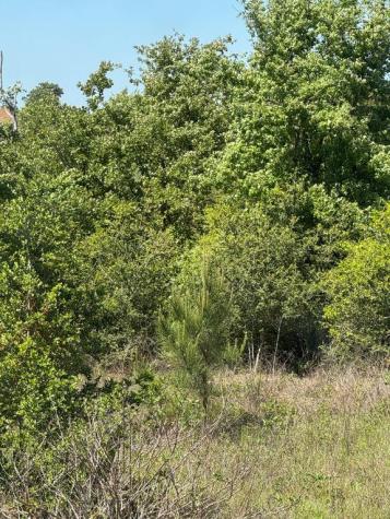 538 Cottletown Road Smithville TX 78957