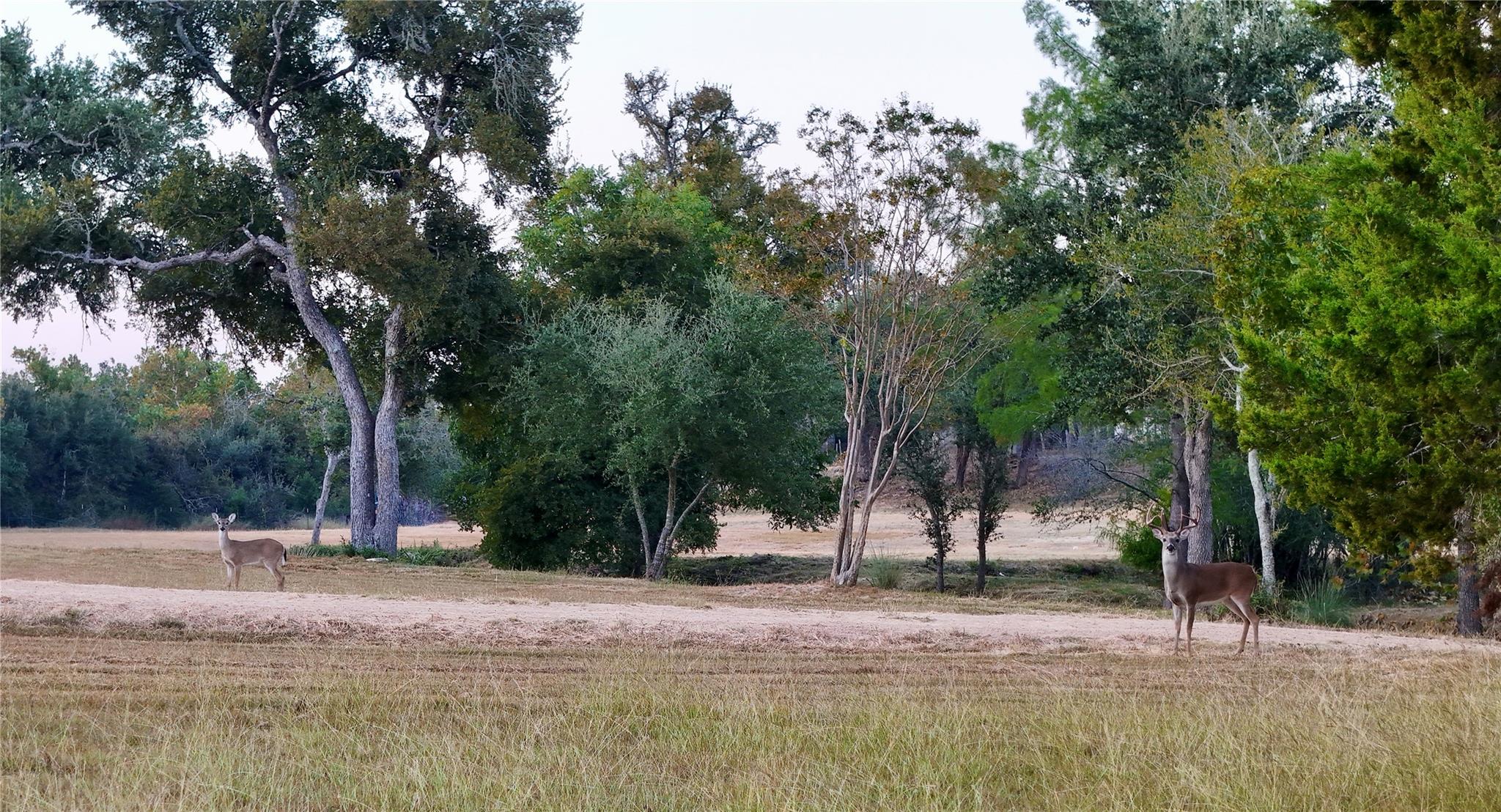 5801 Mount Gainor Road Dripping Springs TX 78620