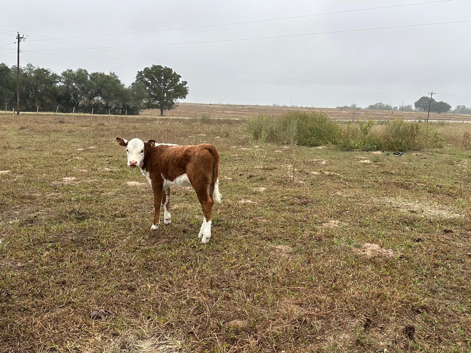 1696 E Fm 884 Yorktown TX 78164