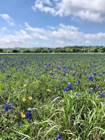 100 Dario Drive Dripping Springs TX 78620