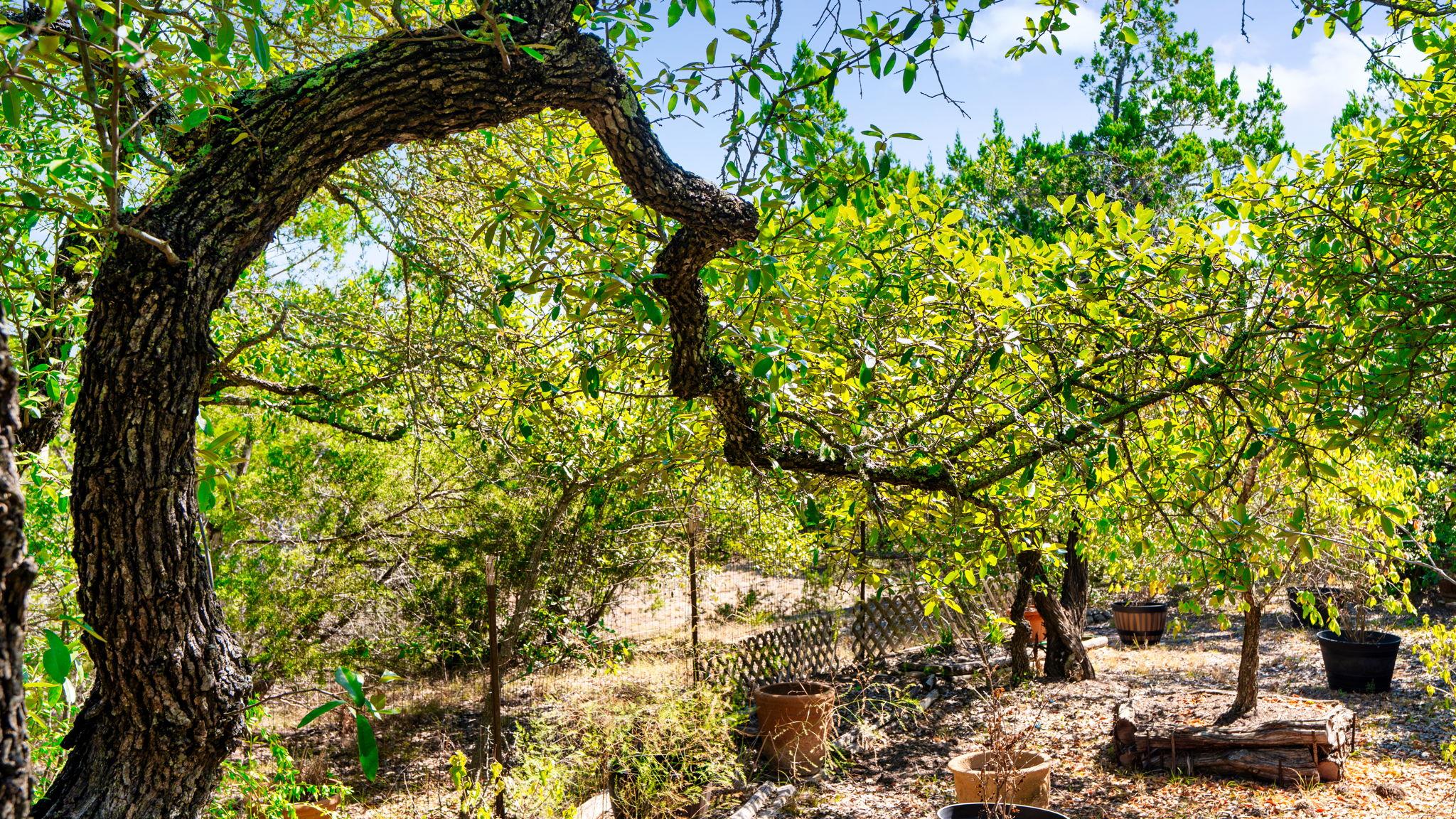 601 Hays Country Acres Road Dripping Springs TX 78620