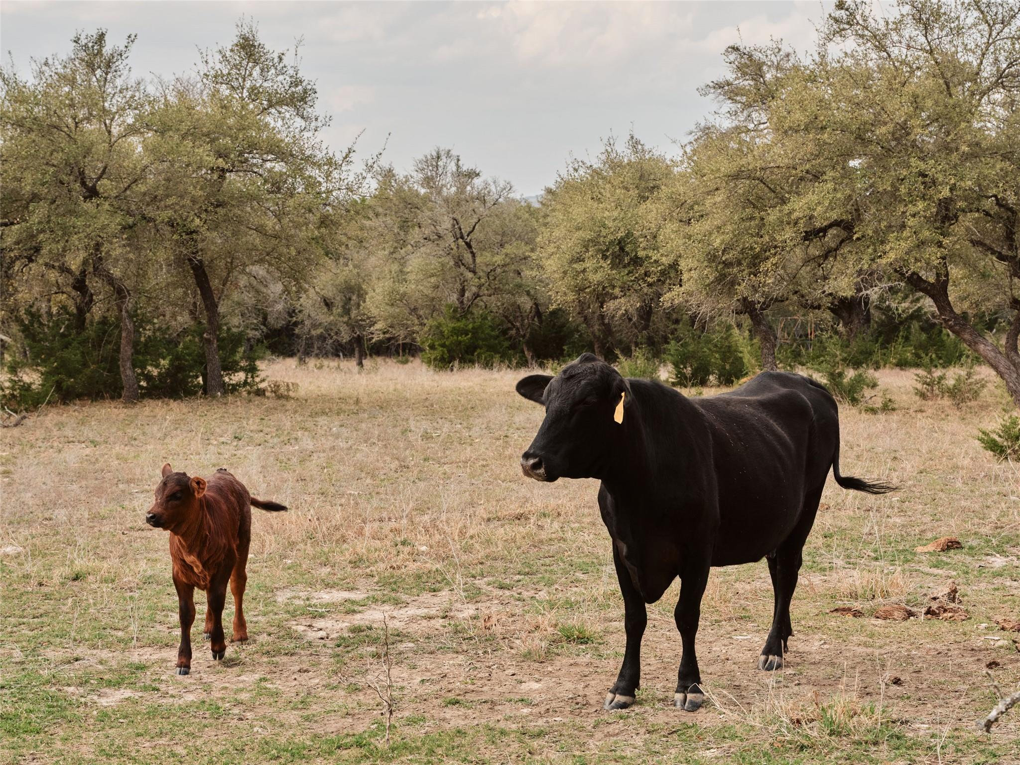 600 County Road 257 Liberty Hill TX 78642