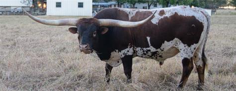 209 County Road 310 Rockdale TX 76567