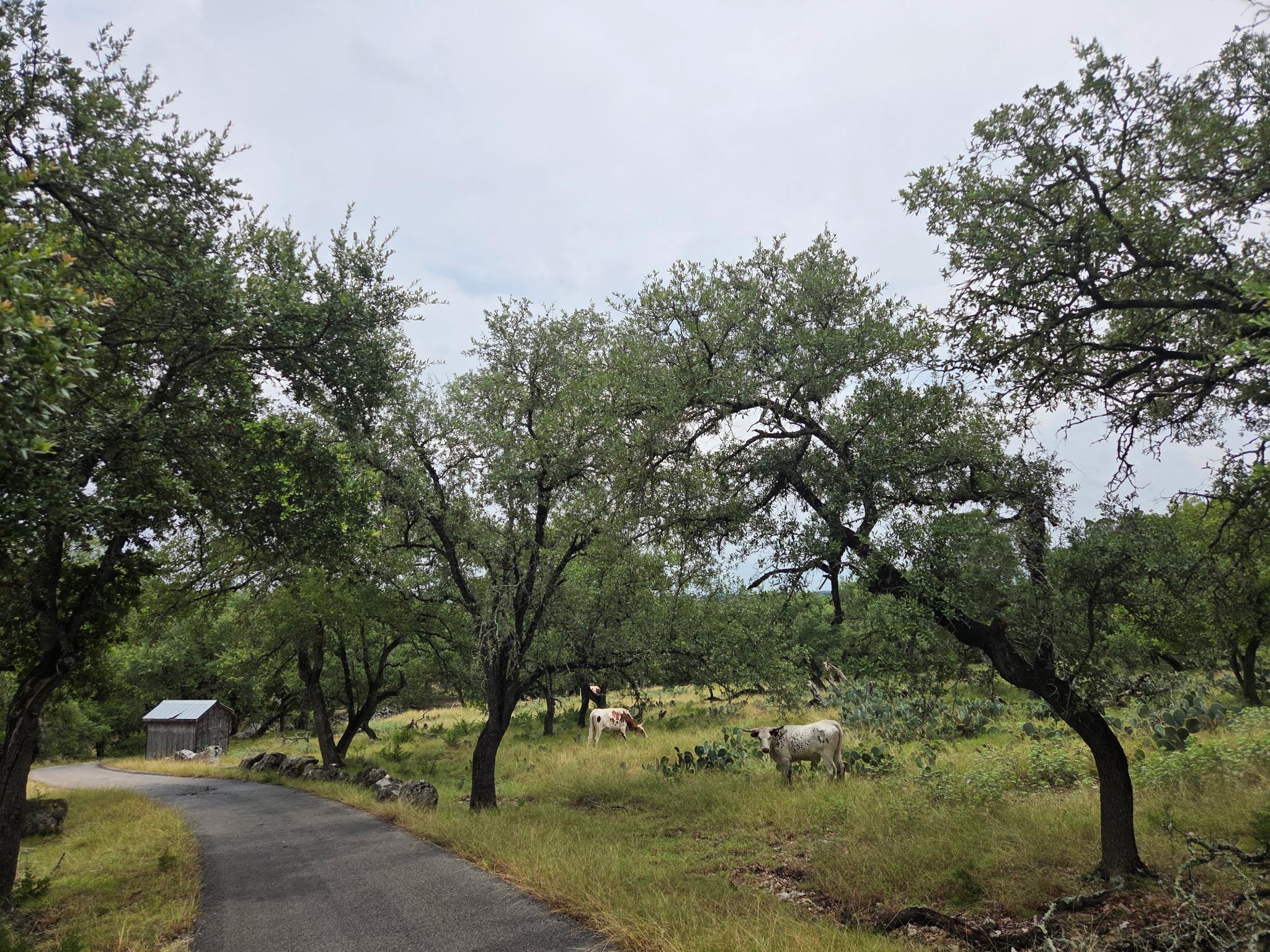 27846 Natural Bridge Caverns Road San Antonio TX 78266