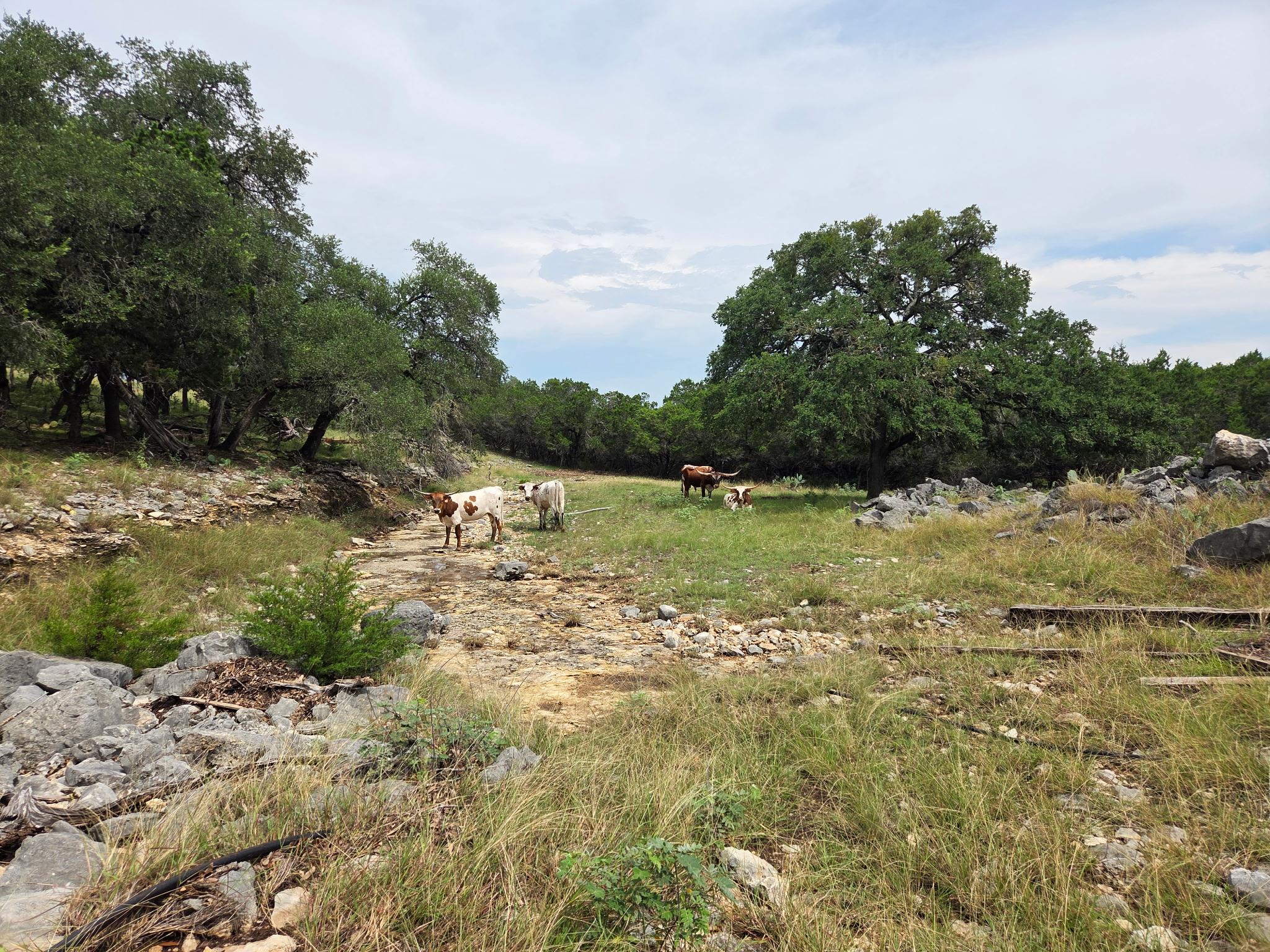 27846 Natural Bridge Caverns Road San Antonio TX 78266