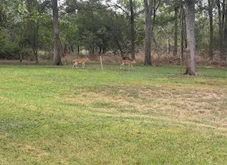 338 W Keanahalululu Lane Bastrop TX 78602