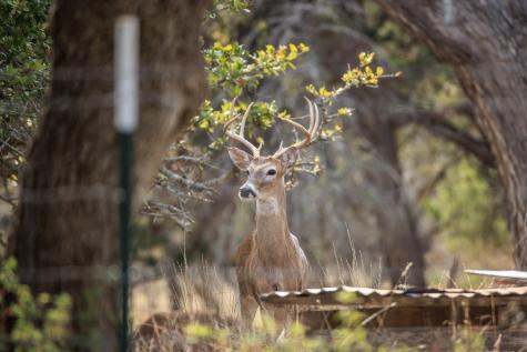 888 Dietrich Road Fredericksburg TX 78624