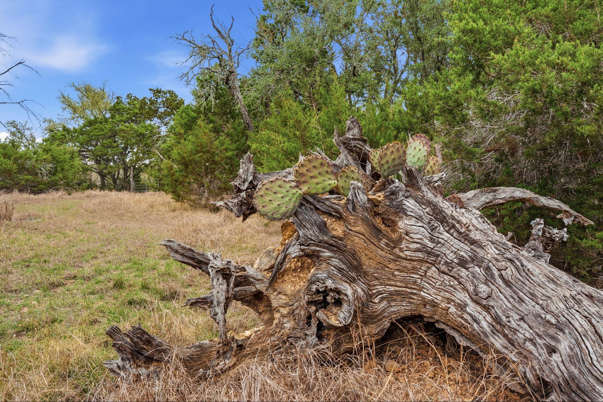 Tbd Loop 165 Dripping Springs TX 78620