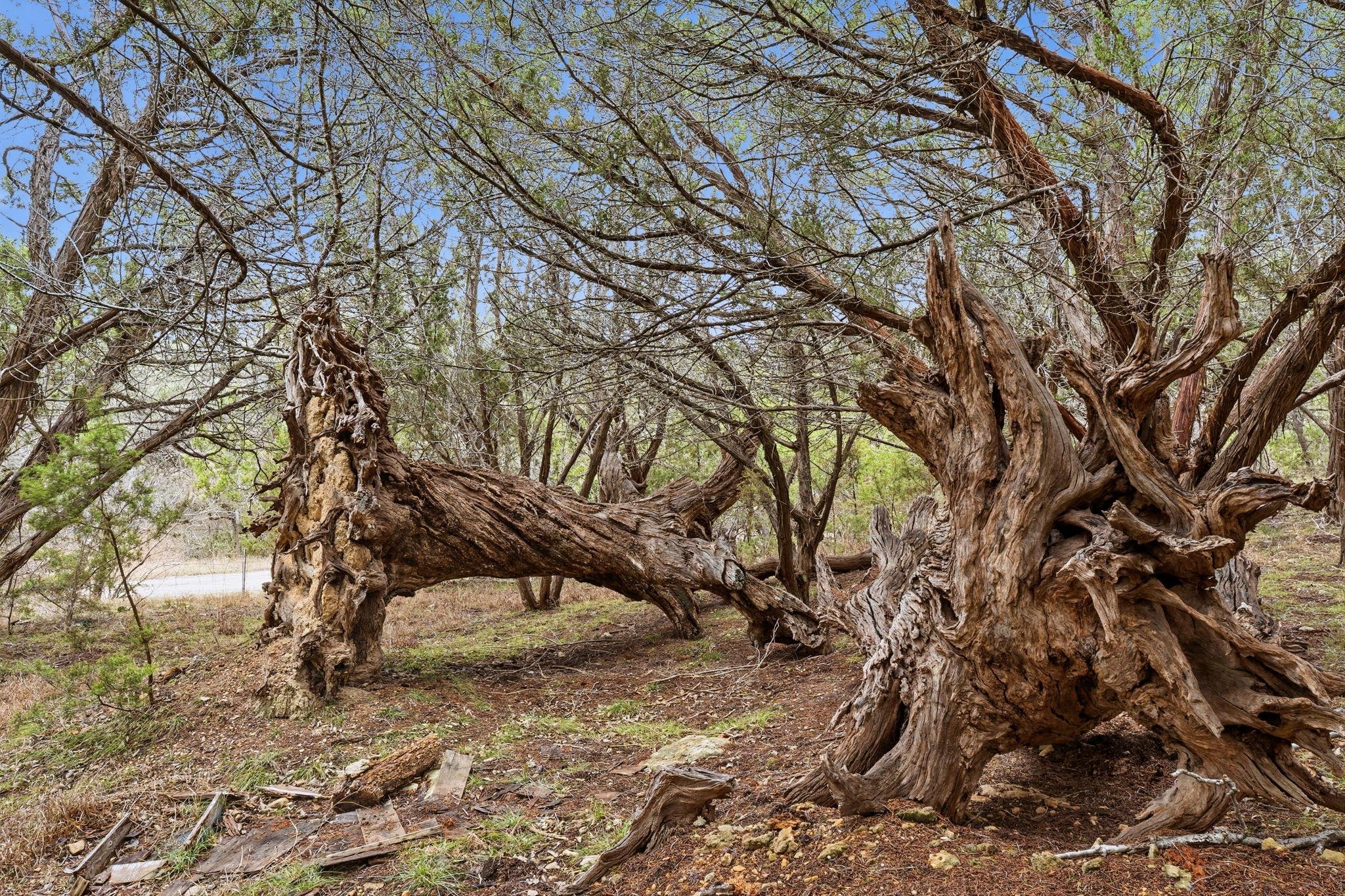 Tbd Loop 165 Dripping Springs TX 78620