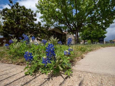 100 Linsey Cove Burnet TX 78611