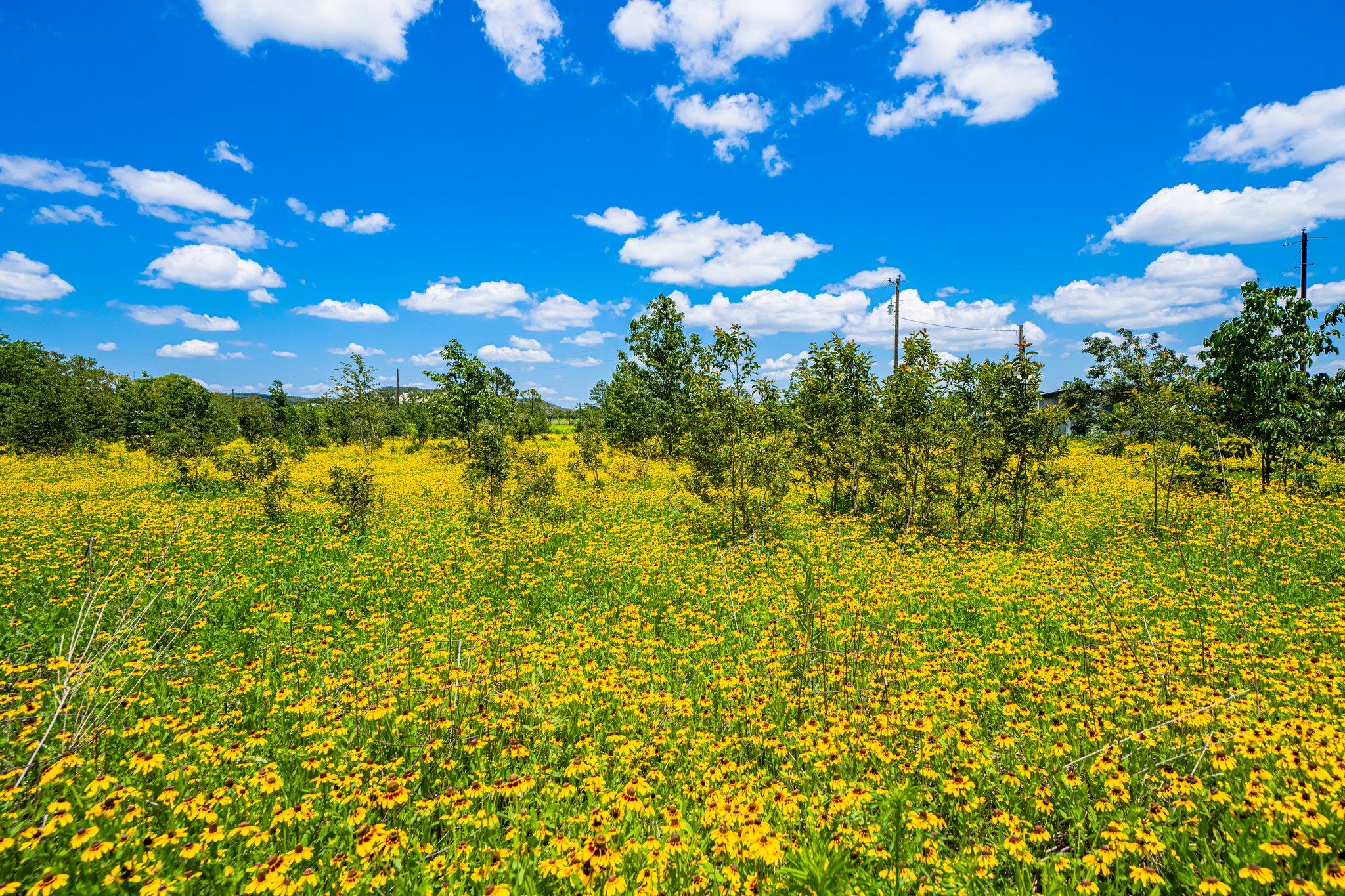 283 Hallford Fredericksburg TX 78624