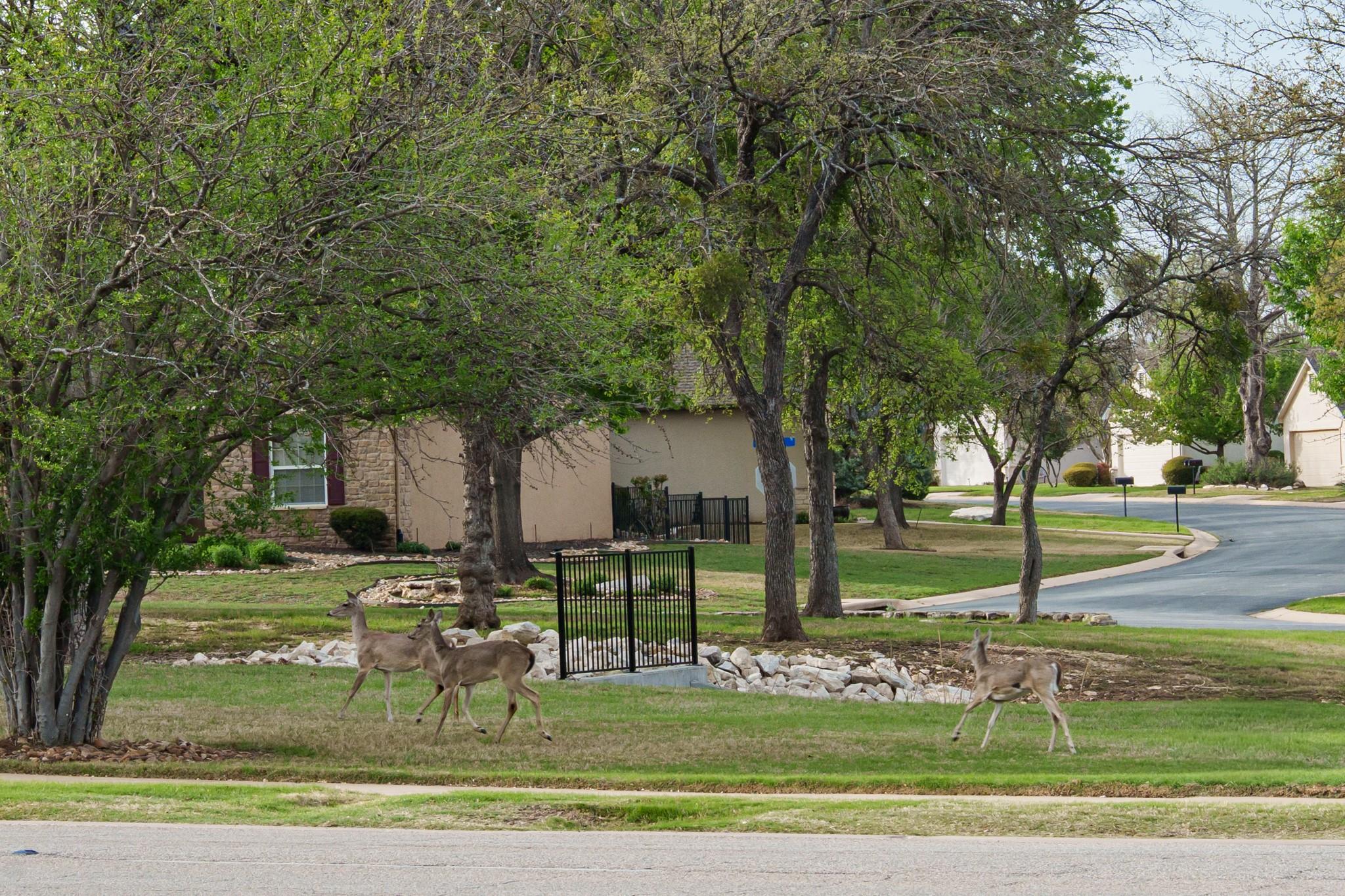124 Dewberry Drive Georgetown TX 78633