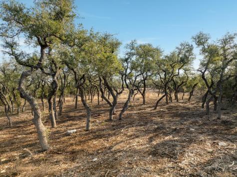 Tbd Mesa Alta Lane Dripping Springs TX 78620
