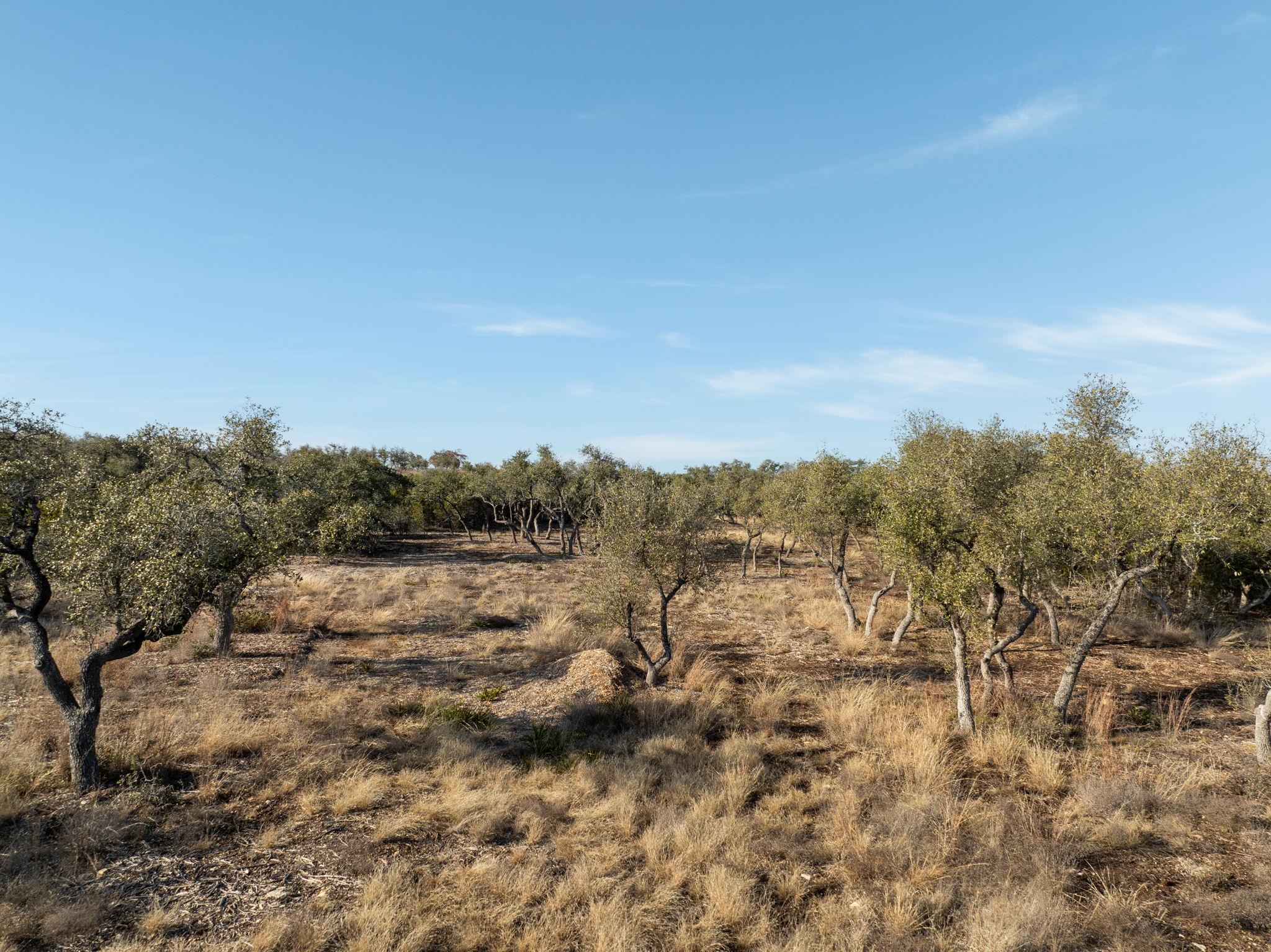 Tbd Mesa Alta Lane Dripping Springs TX 78620