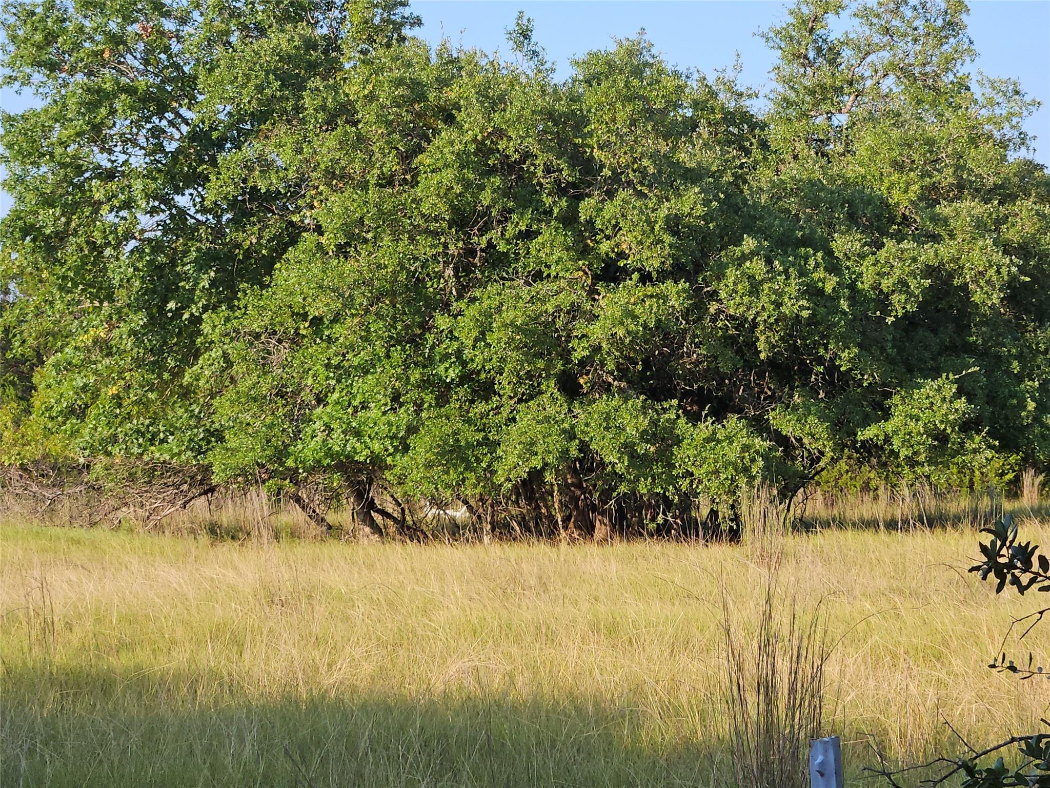 2217 Downing Lane Leander TX 78641