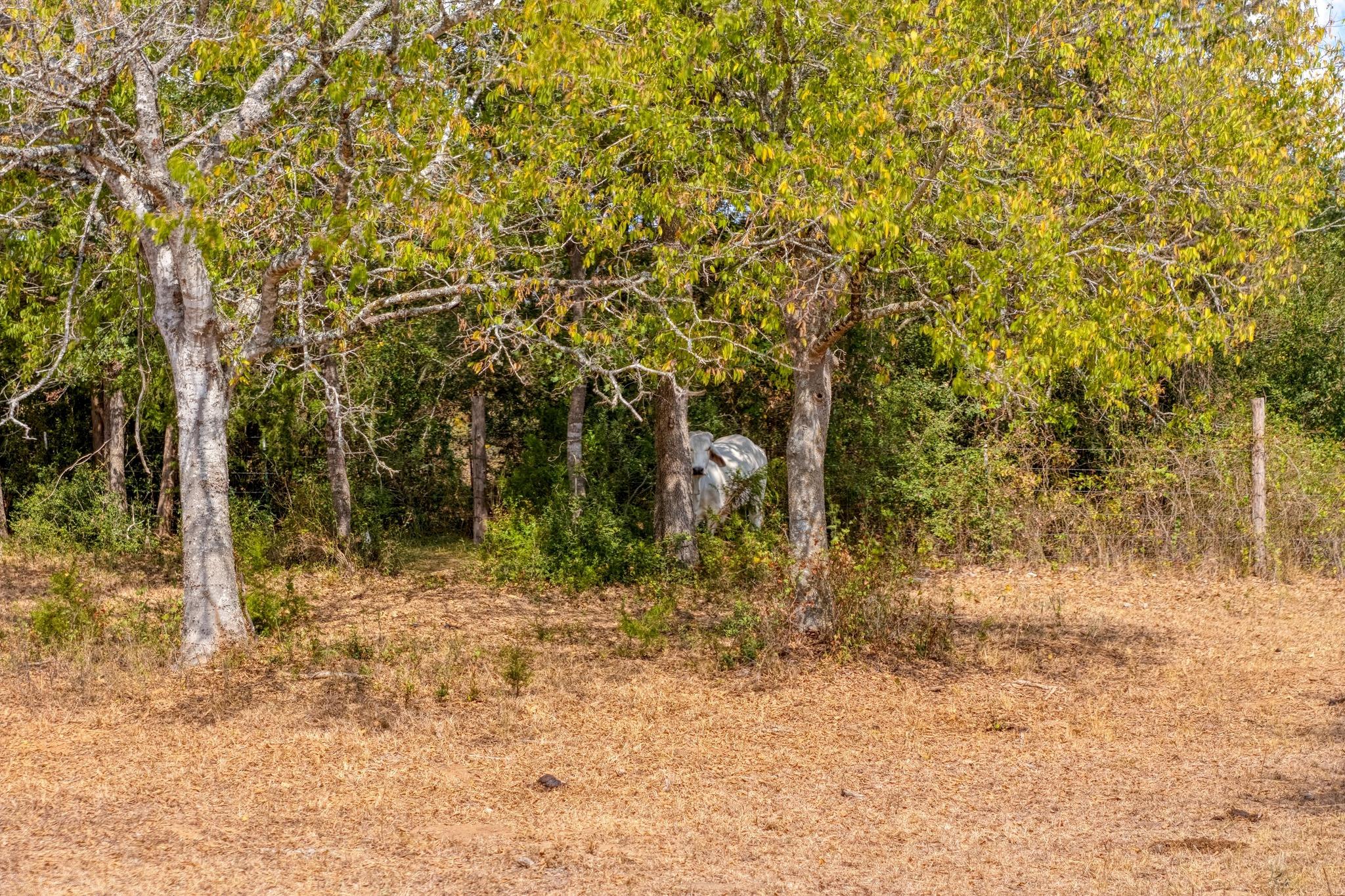 1901 E State Highway 21 Paige TX 78659