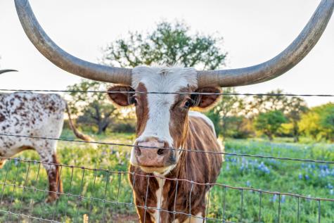 310 The Hills Road Horseshoe Bay TX 78657