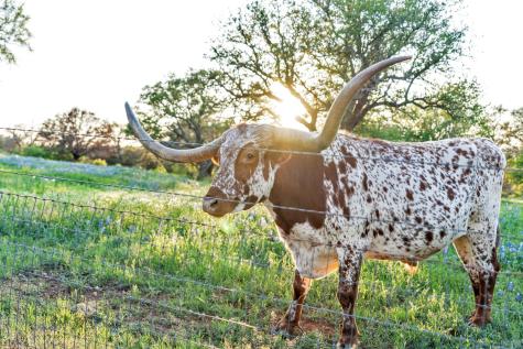 310 The Hills Road Horseshoe Bay TX 78657