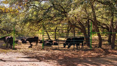 25711 Hamilton Pool Road Round Mountain TX 78663
