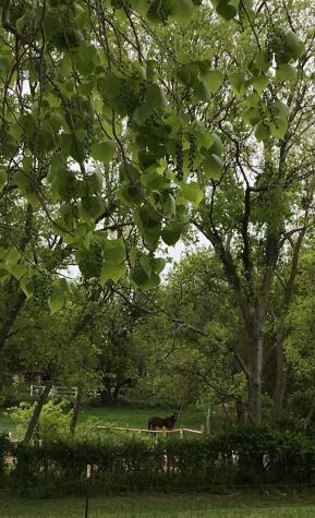 902 Ray Berglund Boulevard Round Rock TX 78664
