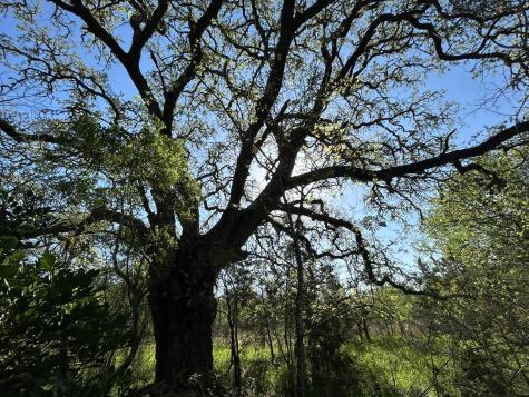 500 Owl Hollow Road San Marcos TX 78666