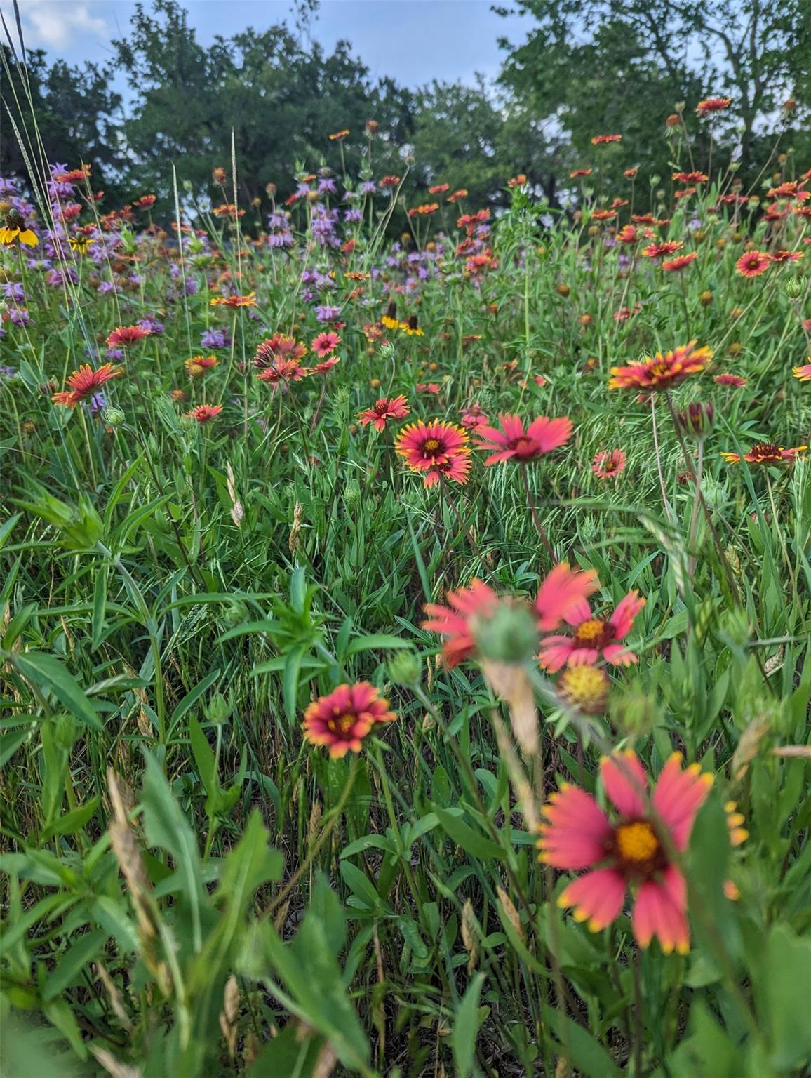 9720 Anchusa Trail Austin TX 78736