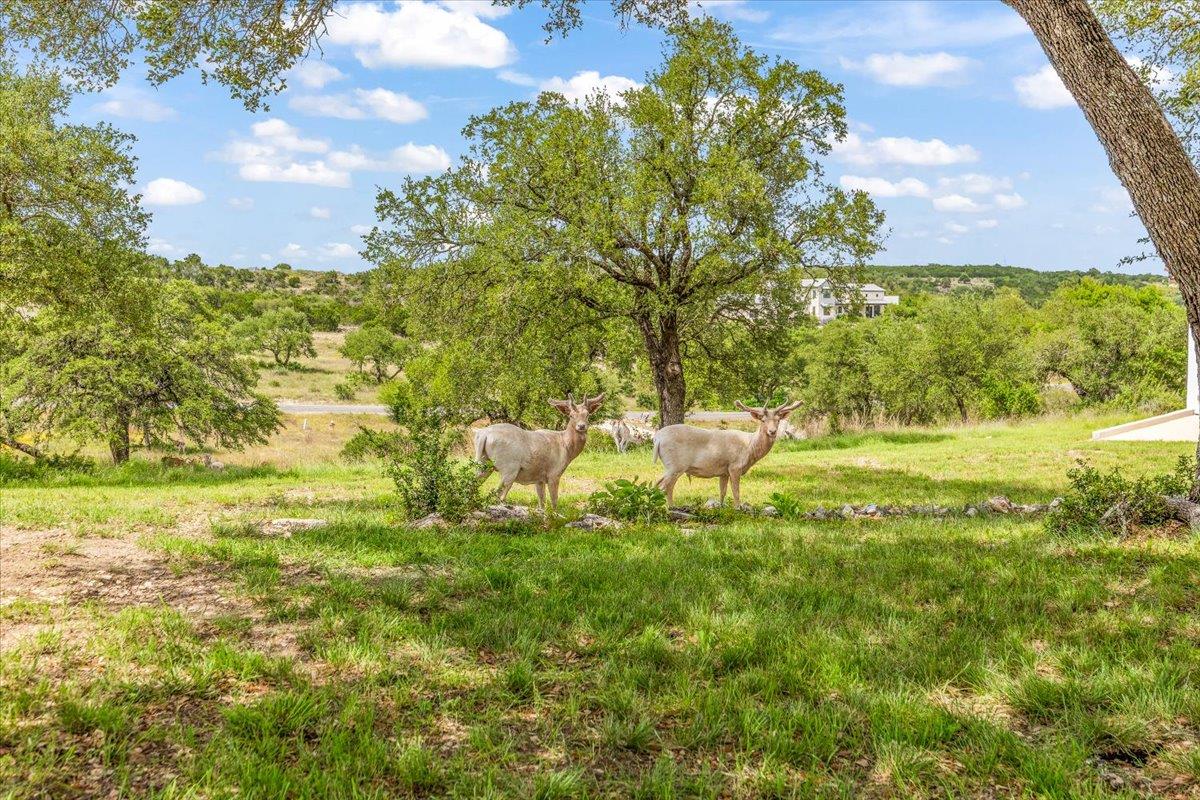 230 Dry Bear Creek New Braunfels TX 78132