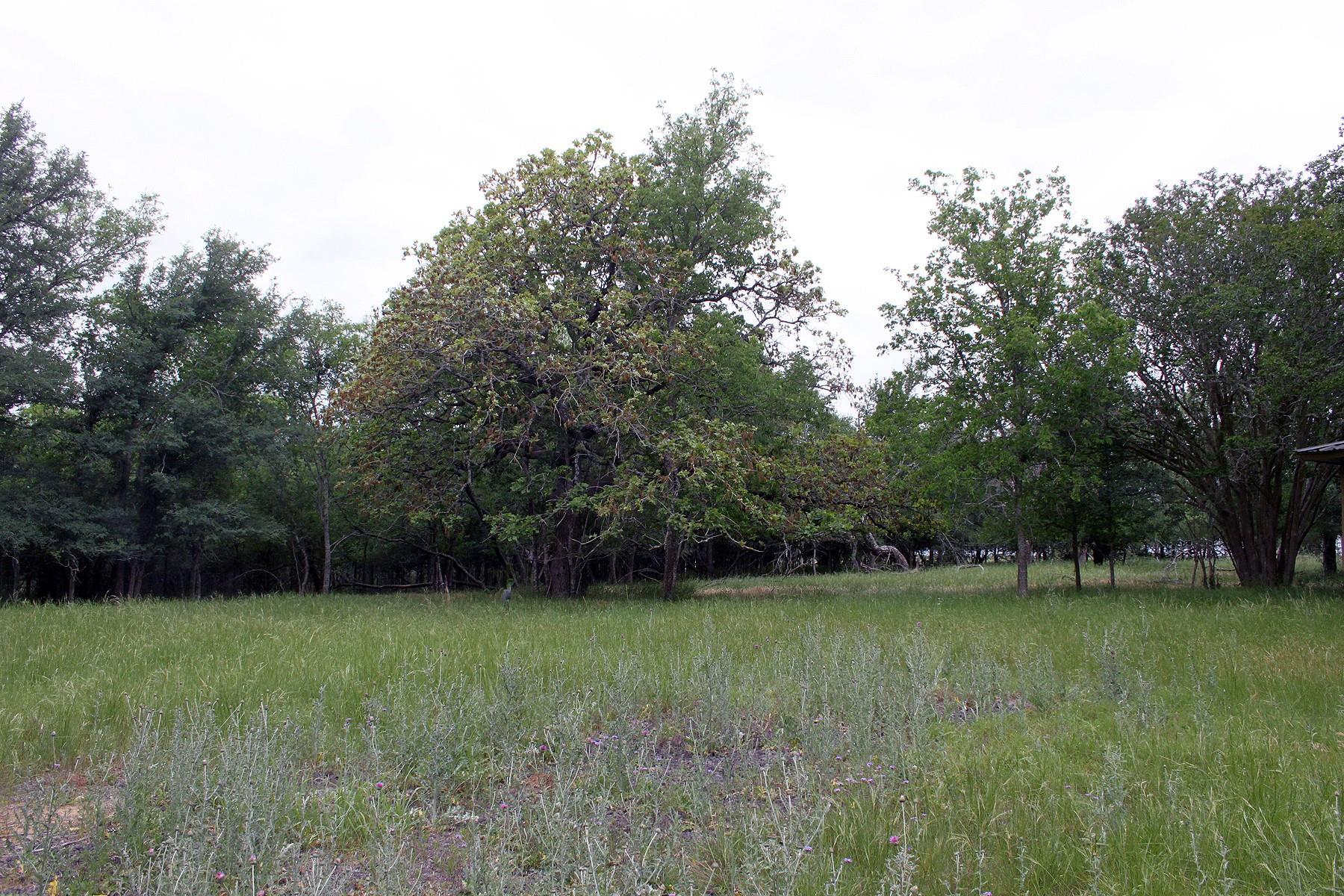 7887 Pettytown Road Red Rock TX 78662