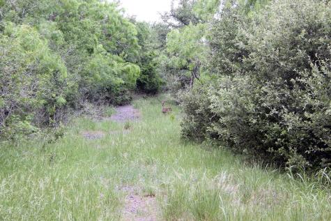 7887 Pettytown Road Red Rock TX 78662