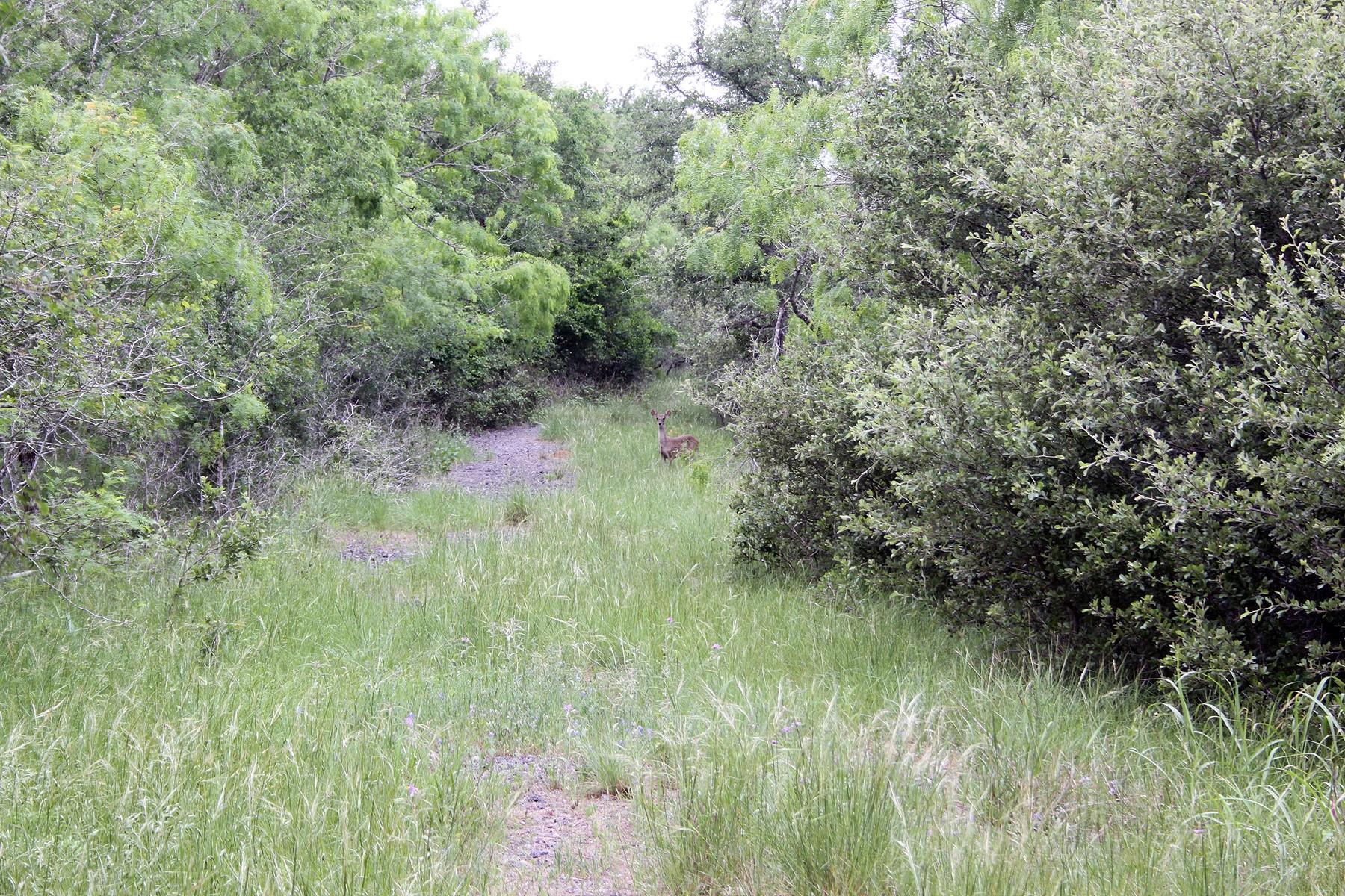 7887 Pettytown Road Red Rock TX 78662
