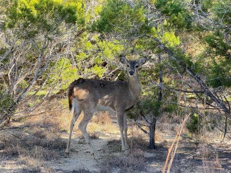 156 Deer Run Pass Canyon Lake TX 78133
