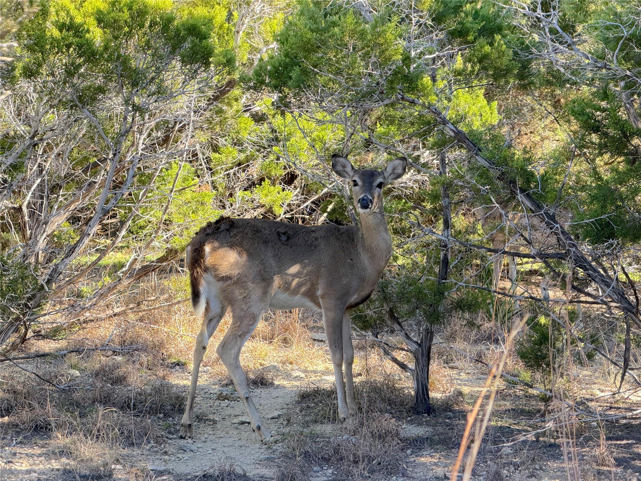 156 Deer Run Pass Canyon Lake TX 78133