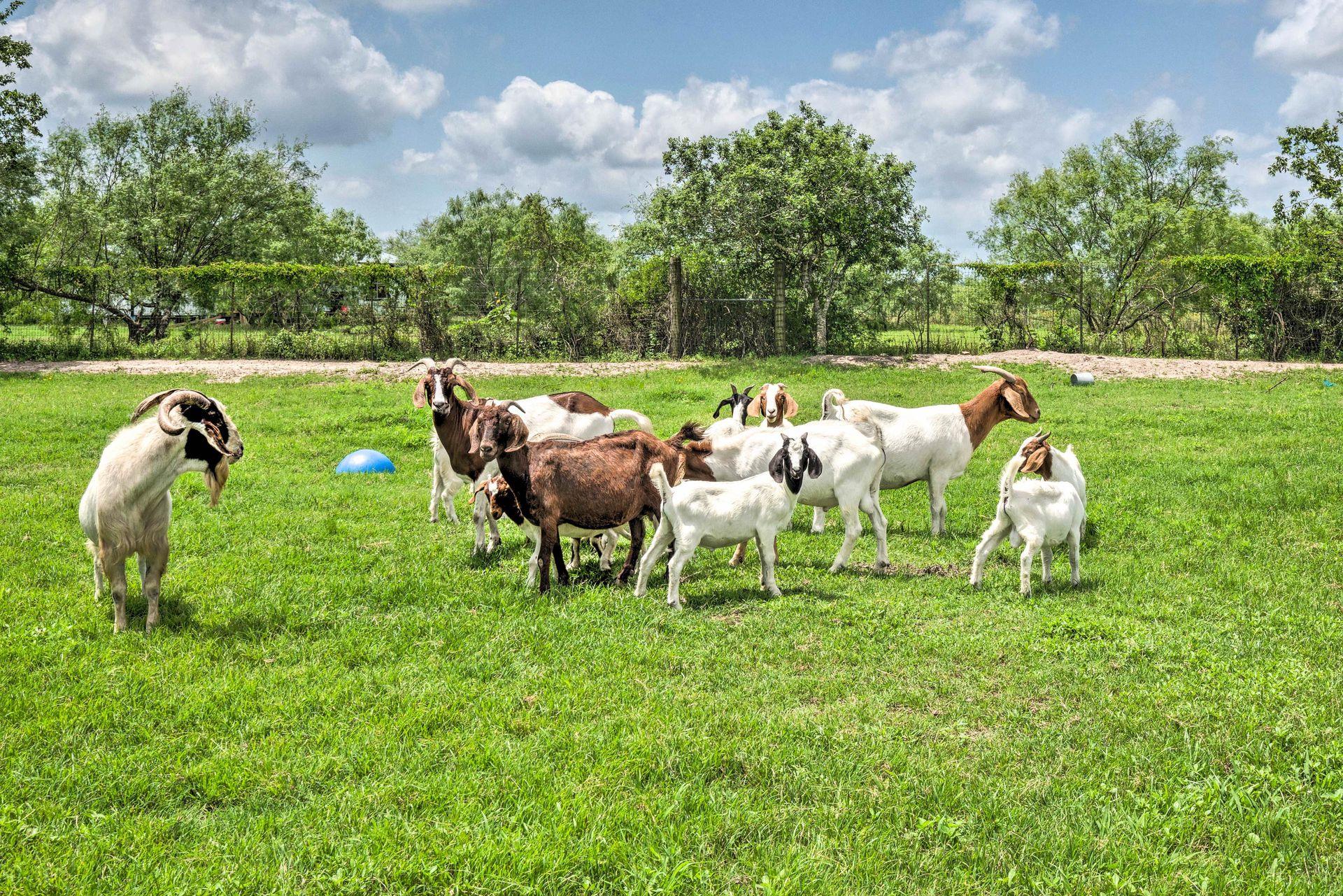 15805 Richards Drive Del Valle TX 78617
