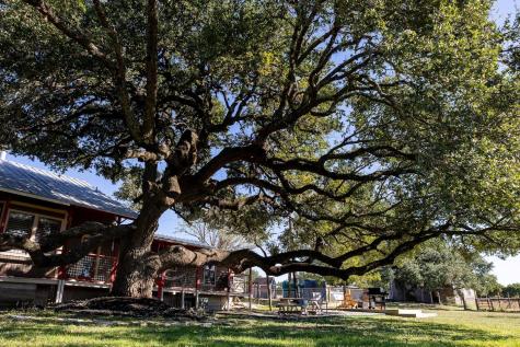 1901 Harmon Hills Road Dripping Springs TX 78620
